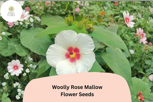 Woolly Rose Mallow Seeds â€“ 25 Hibiscus lasiocarpos | Native White Hardy Hibiscus with Red Center