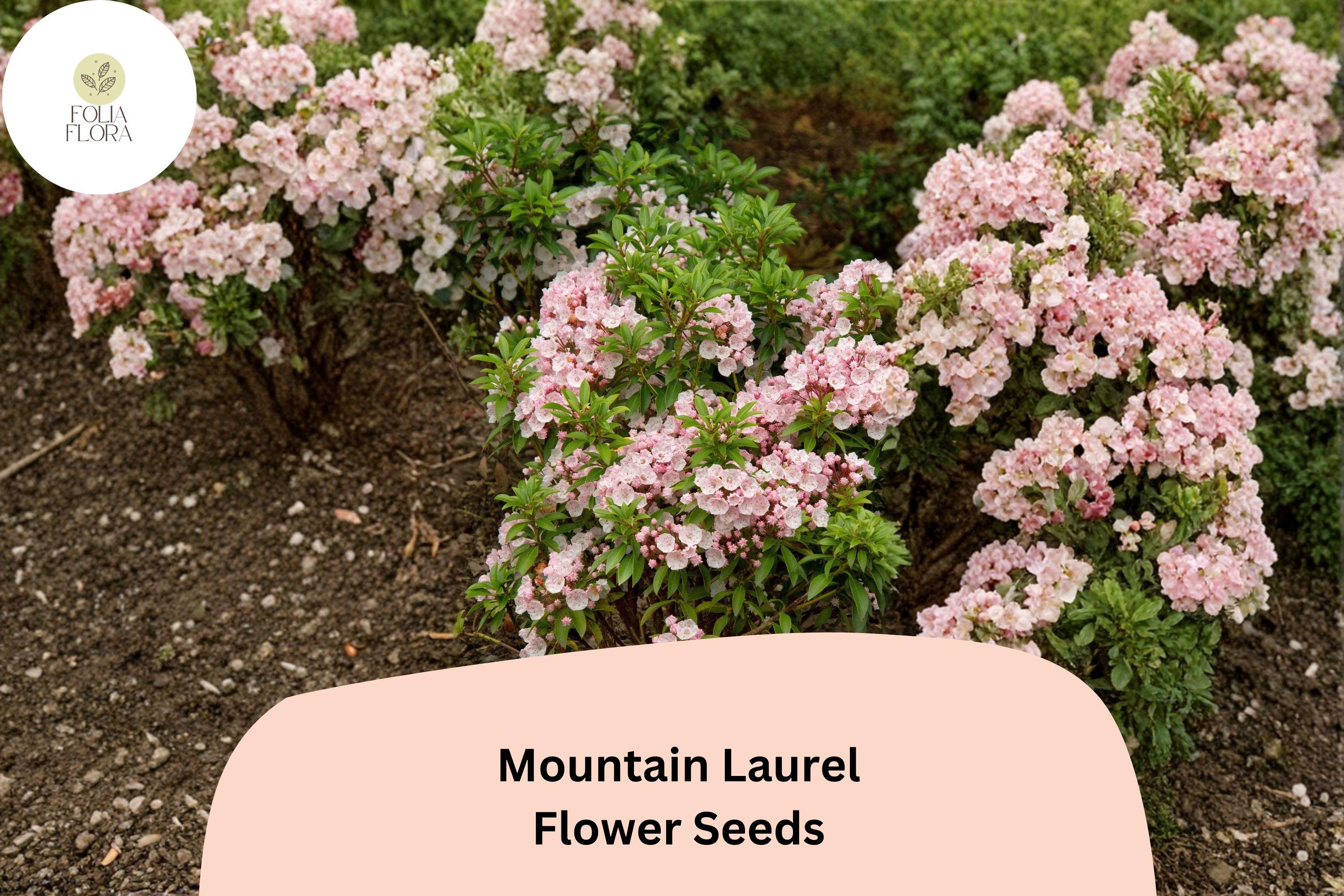 Mountain Laurel Seeds â€“ 100 Kalmia latifolia | Native Evergreen Shrub