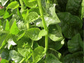 Green Malabar Spinach Seeds – Climbing Vine, Basella alba, Heat-Tolerant Tropical Leafy Vegetable, 50 Non-GMO Seeds