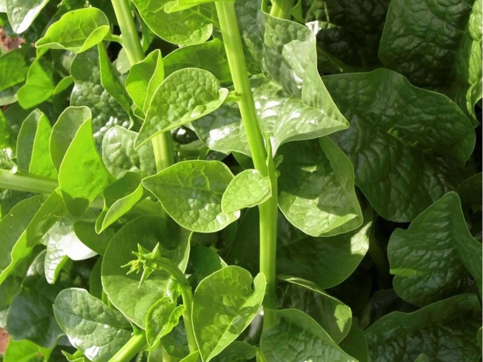 Green Malabar Spinach Seeds – Climbing Vine, Basella alba, Heat-Tolerant Tropical Leafy Vegetable, 50 Non-GMO Seeds