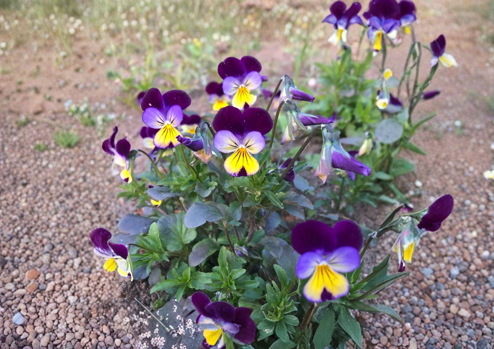 Johnny Jump Up Viola Tricolor Flower Seeds, Heirloom Non-GMO, Vibrant Tri-Color Pansy Seeds for Garden Beds, Borders, Containers