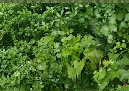 Cilantro Coriander Seeds Heirloom Non-GMO Culinary Herb Seeds for Garden and Kitchen | Coriandrum sativum