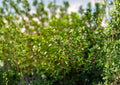 Thyme Seeds, Heirloom Non-GMO, Aromatic Culinary Herb, Thymus vulgaris, Perennial Garden Plant, Herb Seeds for Cooking
