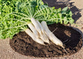 Daikon Radish Seeds, Heirloom Non-GMO, Japanese Raphanus Sativus Root Vegetable, Crisp White Roots, Vegetable Garden Planting Seeds