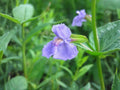 Vietnamese Culantro Seeds | Ngo Gai Herb for Culinary Use | Tropical Herb Eryngium foetidum | Sawtooth Herb Seeds