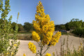 Sweet White Mignonette Seeds, Fragrant Reseda Flower, Heirloom White Blooms, Reseda odorata, Cottage Garden, Pollinator-Friendly
