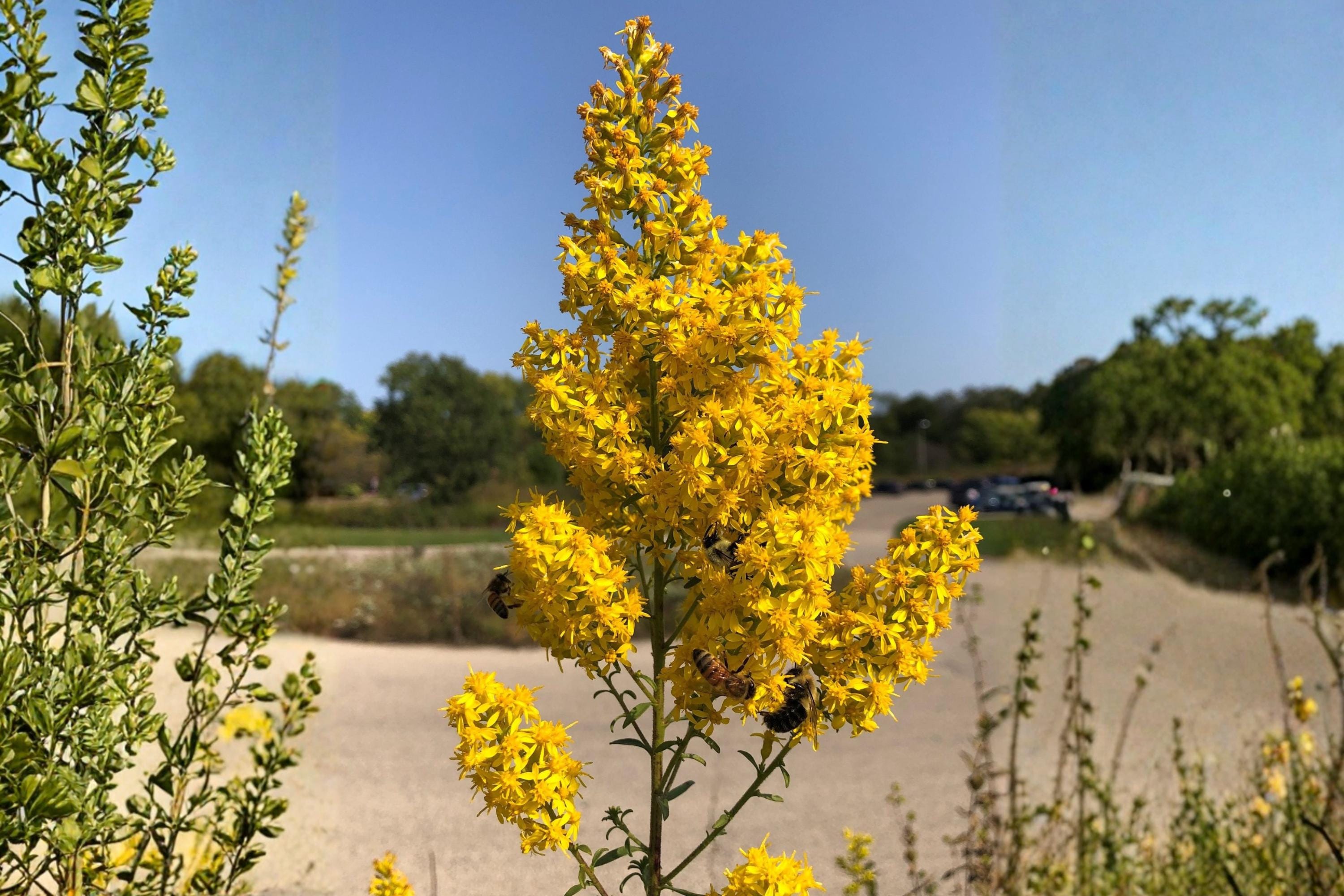 Sweet White Mignonette Seeds, Fragrant Reseda Flower, Heirloom White Blooms, Reseda odorata, Cottage Garden, Pollinator-Friendly