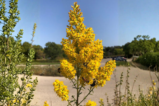 Sweet White Mignonette Seeds, Fragrant Reseda Flower, Heirloom White Blooms, Reseda odorata, Cottage Garden, Pollinator-Friendly