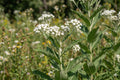 Red Clover Seeds (100) | Trifolium pratense Perennial Cover Crop for Pollinators and Soil Improvement