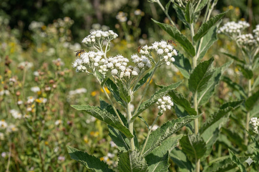 Red Clover Seeds (100) | Trifolium pratense Perennial Cover Crop for Pollinators and Soil Improvement