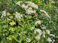 Oxeye Daisy Seeds, White Wildflower Seeds for Meadows, Cottage Gardens, Pollinator-Friendly, Leucanthemum vulgare, 100 Pack
