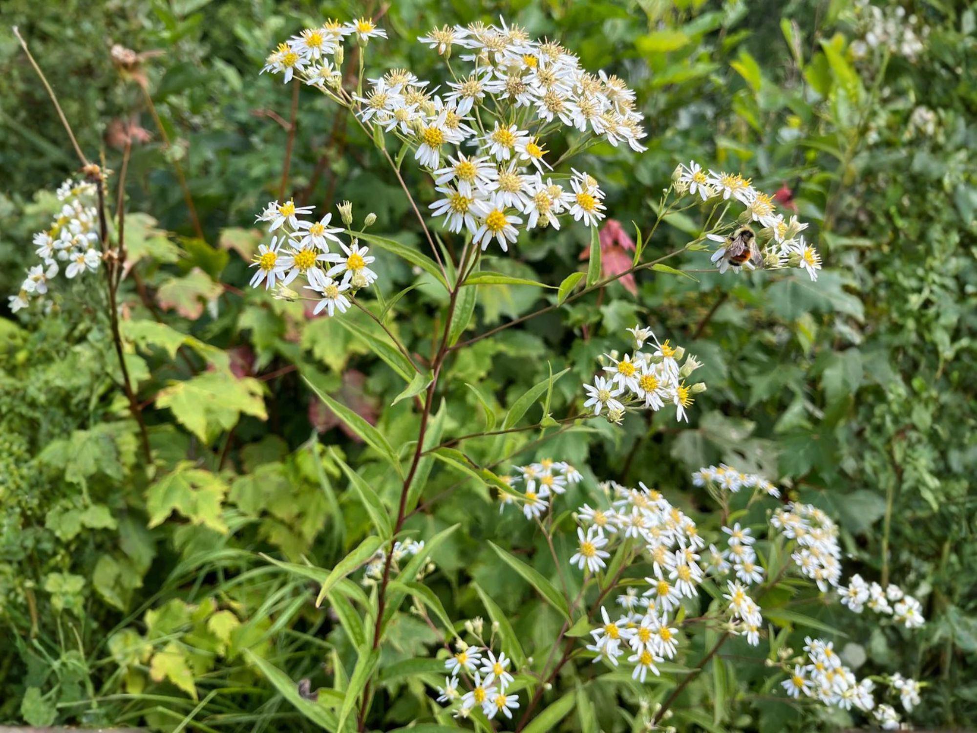 Oxeye Daisy Seeds, White Wildflower Seeds for Meadows, Cottage Gardens, Pollinator-Friendly, Leucanthemum vulgare, 100 Pack