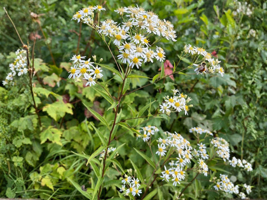 Oxeye Daisy Seeds, White Wildflower Seeds for Meadows, Cottage Gardens, Pollinator-Friendly, Leucanthemum vulgare, 100 Pack