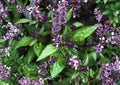 Cinnamon Basil Seeds, Heirloom Non-GMO, Aromatic Culinary Herb, Ocimum basilicum, Sweet Spicy Flavor, Herb Garden Planting Seeds
