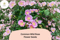 Common Wild Rose Seeds â€“ 25 Rosa woodsii | Native Pink Flowering Shrub for Wildlife & Garden