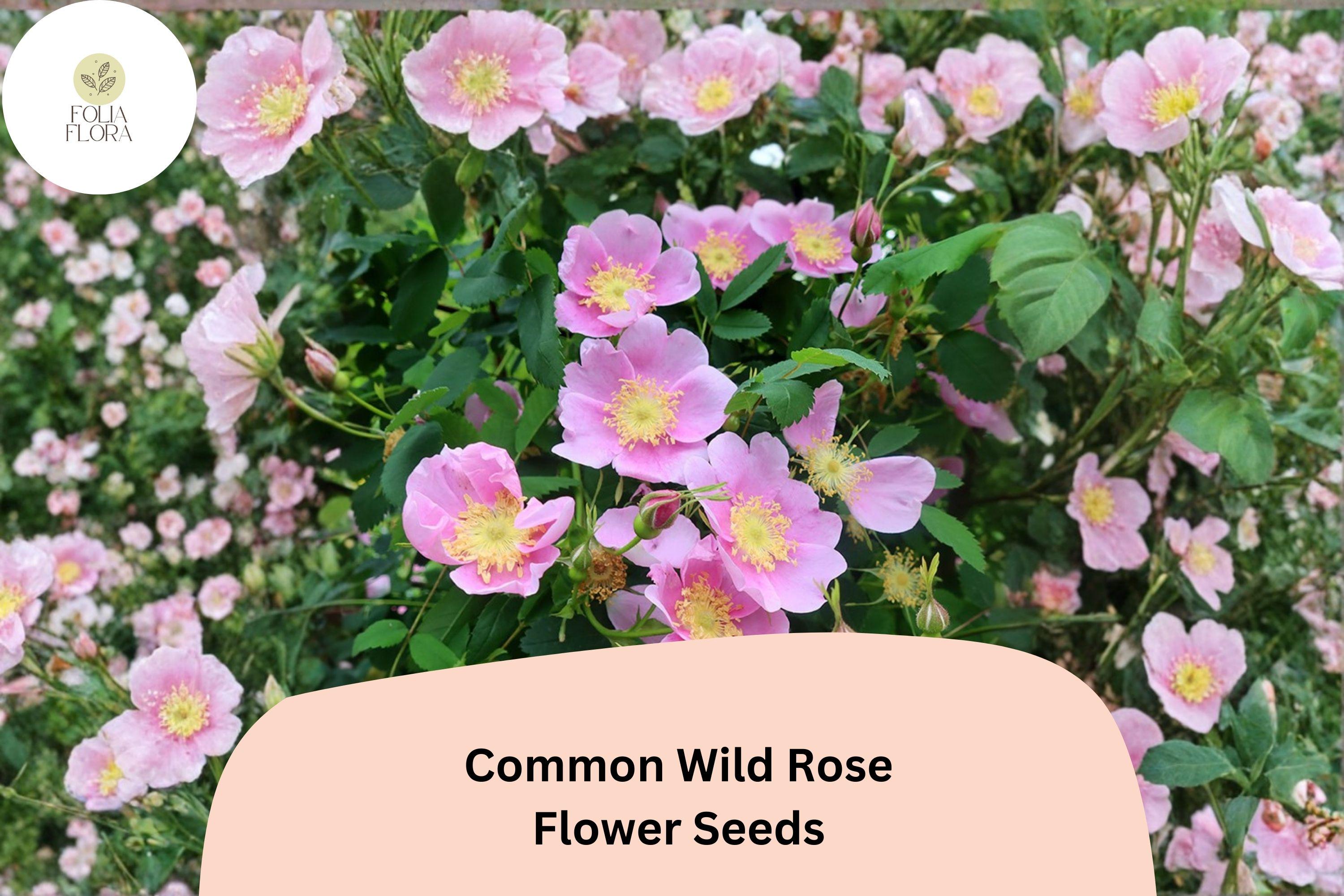 Common Wild Rose Seeds â€“ 25 Rosa woodsii | Native Pink Flowering Shrub for Wildlife & Garden