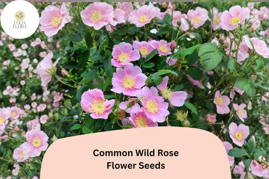 Common Wild Rose Seeds â€“ 25 Rosa woodsii | Native Pink Flowering Shrub for Wildlife & Garden