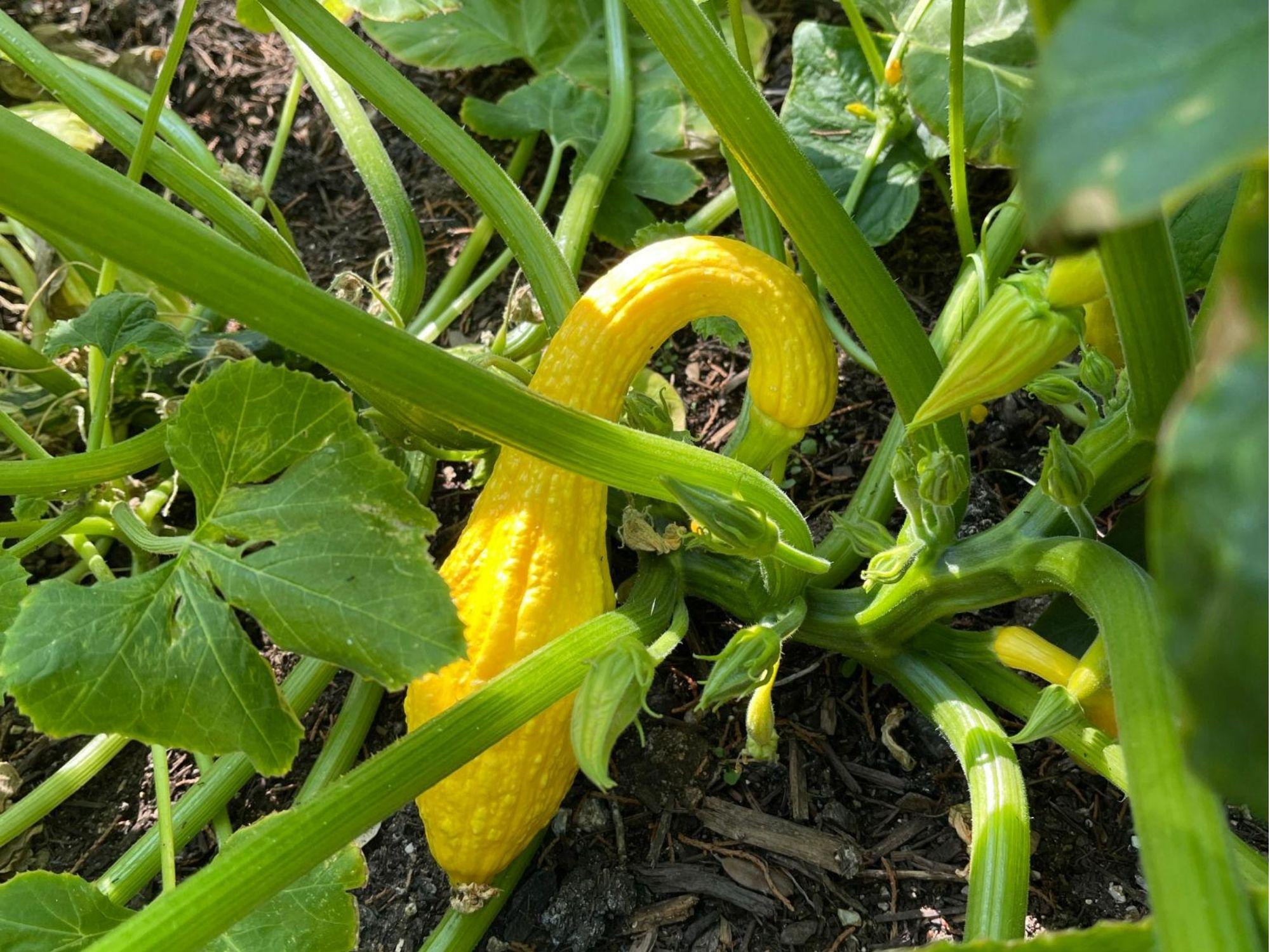 Early Crookneck Squash Seeds – 10 Non-GMO Yellow Summer Variety Cucurbita pepo for Sautéing & Cooking
