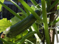 Dark Green Zucchini Seeds – Cucurbita pepo Summer Squash Variety, Bush-Type, 10 Non-GMO Seeds for Garden, Container, and Raised Beds