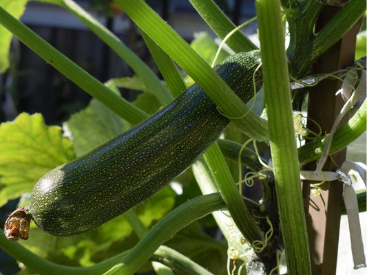 Dark Green Zucchini Seeds – Cucurbita pepo Summer Squash Variety, Bush-Type, 10 Non-GMO Seeds for Garden, Container, and Raised Beds