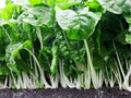 Fordhook Swiss Chard Seeds – 50 Count, Leafy Green Vegetable, Beta vulgaris, Large Dark Green Leaves, Thick White Stems