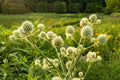 Joe Pye Weed Seeds 100 Eutrochium fistulosum Native Wildflower for Pollinators & Butterflies