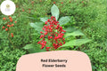 Red Elderberry Seeds â€“ Sambucus racemosa Ornamental Shrub for Gardens