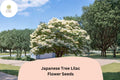 Japanese Tree Lilac Seeds â€“ 10 Syringa amurensis japonica | Ornamental Flowering Garden Tree