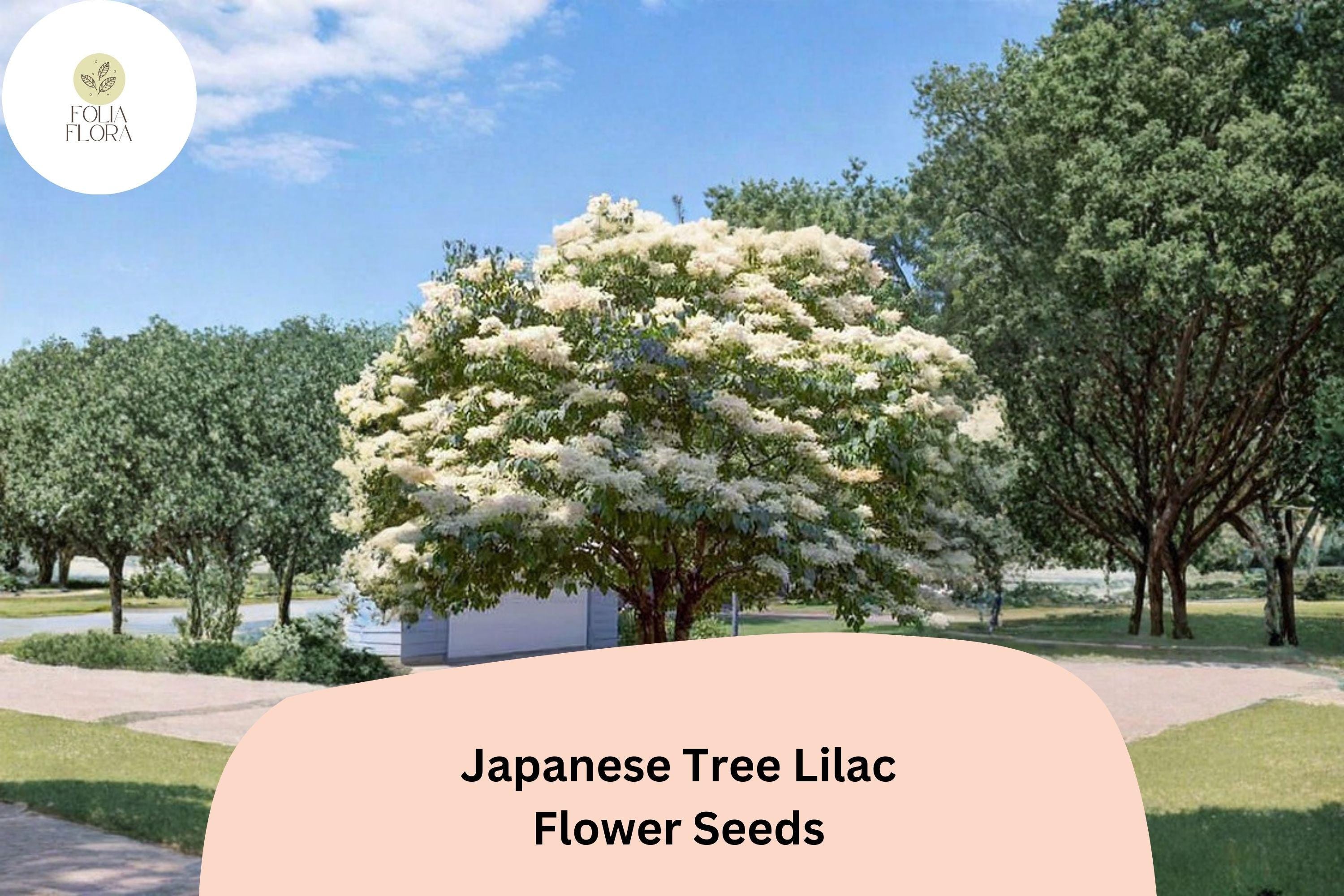 Japanese Tree Lilac Seeds â€“ 10 Syringa amurensis japonica | Ornamental Flowering Garden Tree