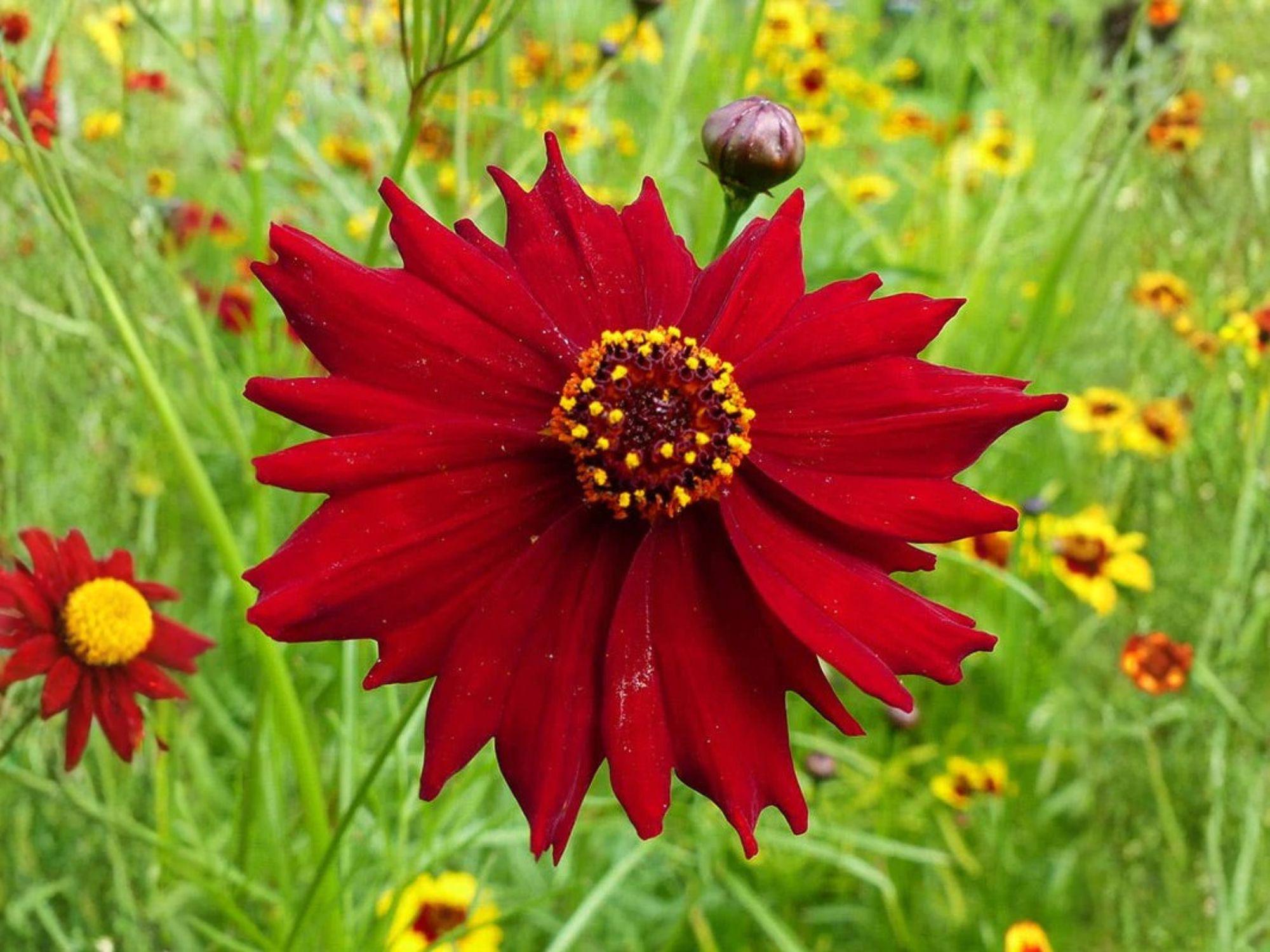 Drummond’s Aster Seeds 100 Pack | Native Wildflower for Pollinators | Symphyotrichum drummondii