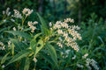 Rose Milkweed Seeds (15) | Asclepias incarnata | Native Pollinator Plant for Monarchs & Wetlands