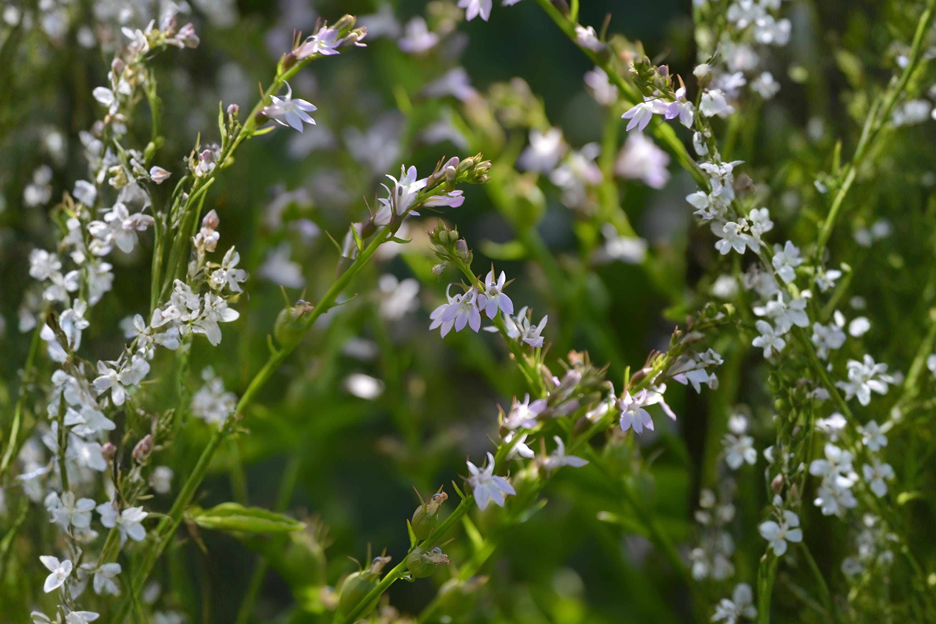 Fowl Bluegrass Seeds (Poa palustris) – Native Wetland Grass for Restoration, Erosion Control & Wildlife Habitat