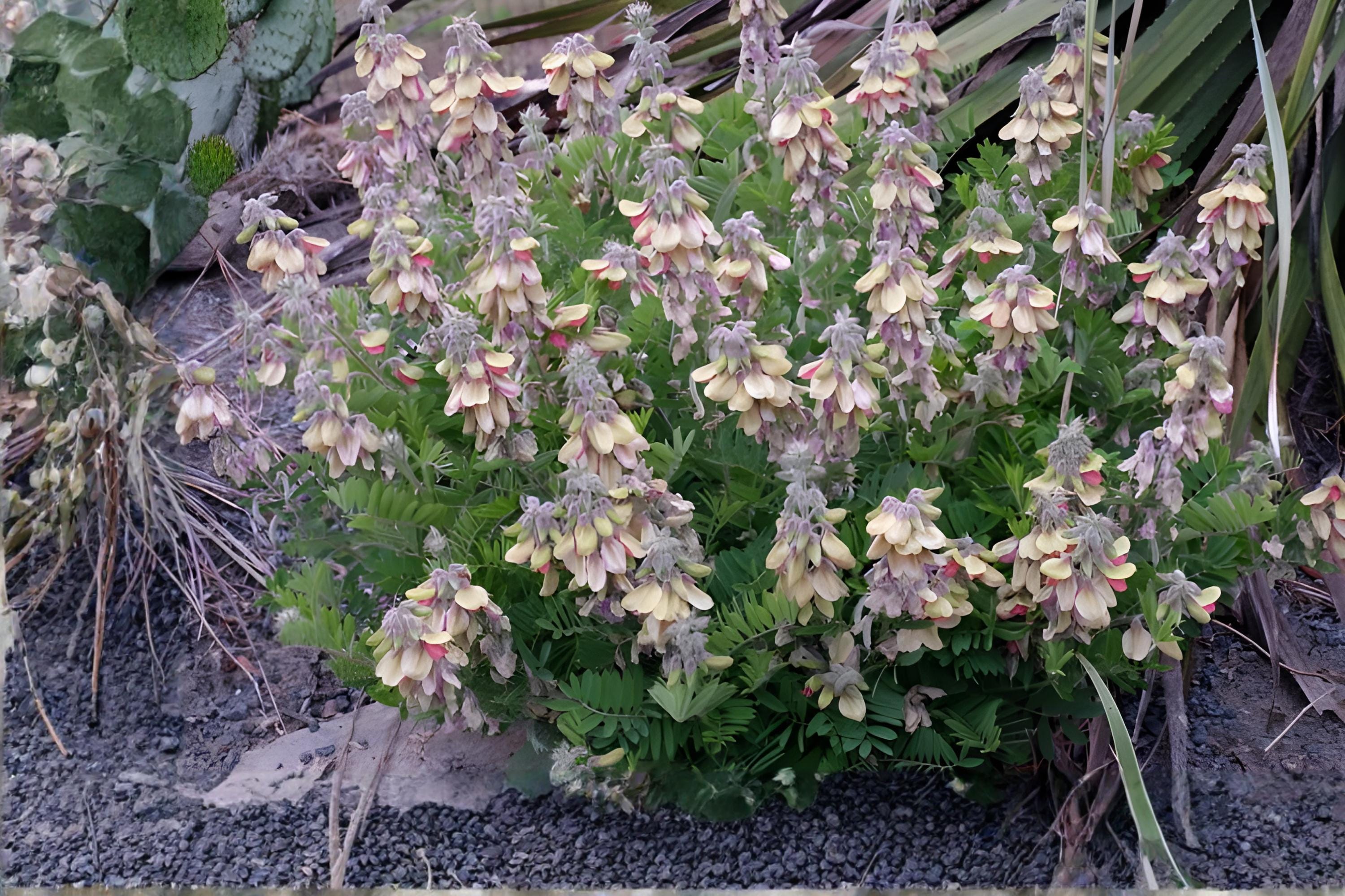 American Bittersweet Seeds, Native Climbing Vine with Bright Orange Berries, Celastrus scandens, Wildlife Garden Plant
