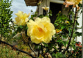 Rosa Xanthina Seeds – Manchu Yellow Rose Heirloom Non-GMO Shrub Flower Seeds for Ornamental Gardens