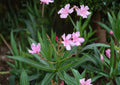 Oleander Seeds, 75 Non-GMO Heirloom, Evergreen Shrub, Drought Tolerant, Nerium Oleander, Ornamental Garden Planting