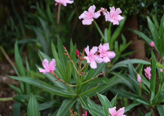 Oleander Seeds, 75 Non-GMO Heirloom, Evergreen Shrub, Drought Tolerant, Nerium Oleander, Ornamental Garden Planting