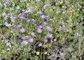 100 Tahoka Daisy Seeds - Purple Blooms, Drought Tolerant, Pollinator-Friendly, Heirloom Non-GMO Wildflower Seeds, Machaeranthera tanacetifolia