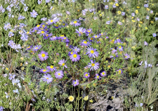 100 Tahoka Daisy Seeds - Purple Blooms, Drought Tolerant, Pollinator-Friendly, Heirloom Non-GMO Wildflower Seeds, Machaeranthera tanacetifolia