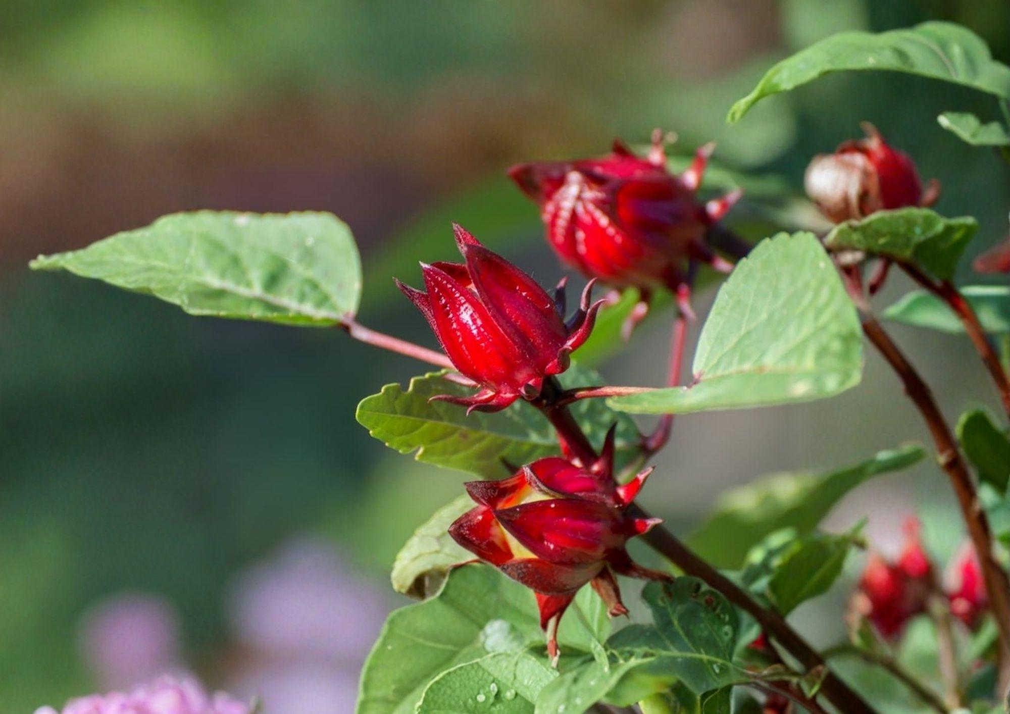 Roselle Seeds, Hibiscus sabdariffa, Edible Plant, Red Calyx, Herbal Tea, Non-GMO, Tropical Heirloom Seeds