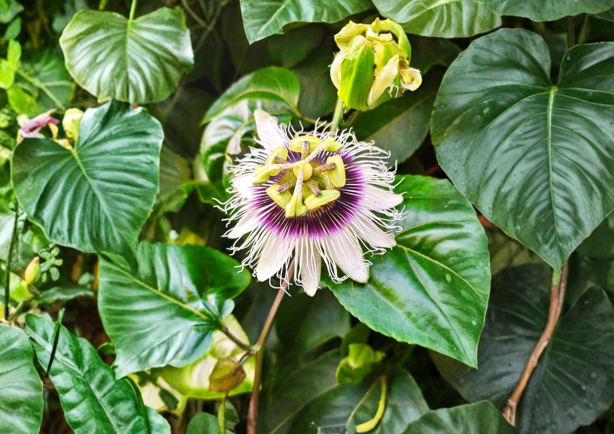 Passion Fruit Seeds, Passiflora edulis, Heirloom Non-GMO, Tropical Climbing Vine, Exotic Fruit & Flower Garden Planting