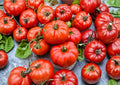Beefsteak Tomato Seeds, Heirloom Non-GMO, Large Juicy Slicing Tomatoes, Solanum Lycopersicum, Vegetable Garden Planting Seeds