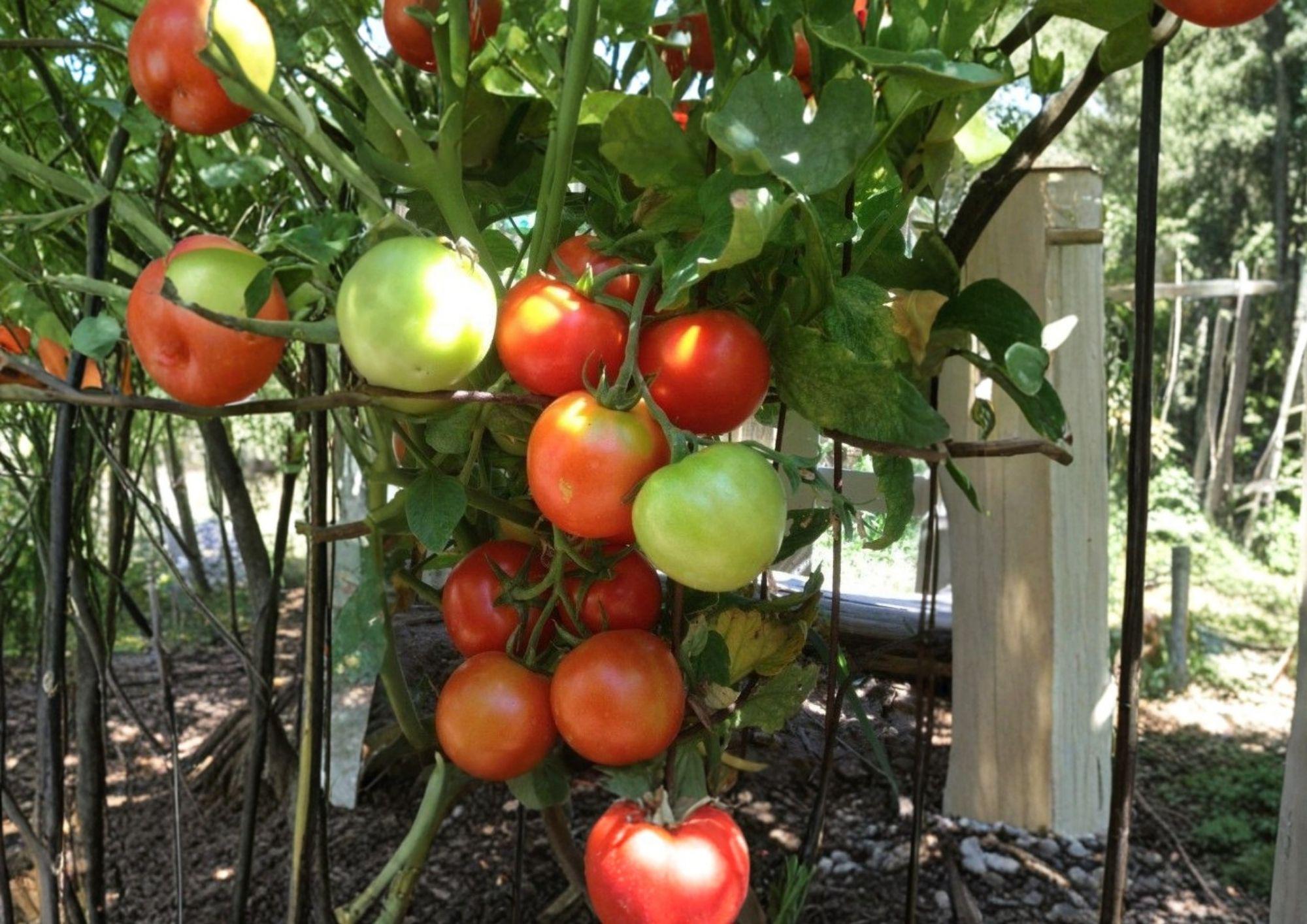 120+ Siberian Tomato Seeds Heirloom Non-GMO Solanum lycopersicum Cold Hardy Early Vegetable Garden Planting Seeds