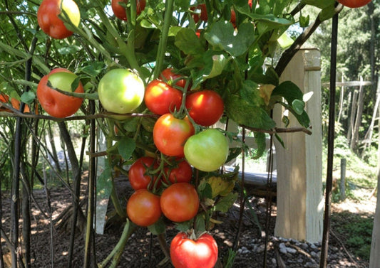 120+ Siberian Tomato Seeds Heirloom Non-GMO Solanum lycopersicum Cold Hardy Early Vegetable Garden Planting Seeds