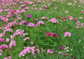 200+ Sweet William Seeds, Dianthus barbatus, Heirloom Non-GMO Perennial, Fragrant Mixed Color Flowers for Cottage Gardens