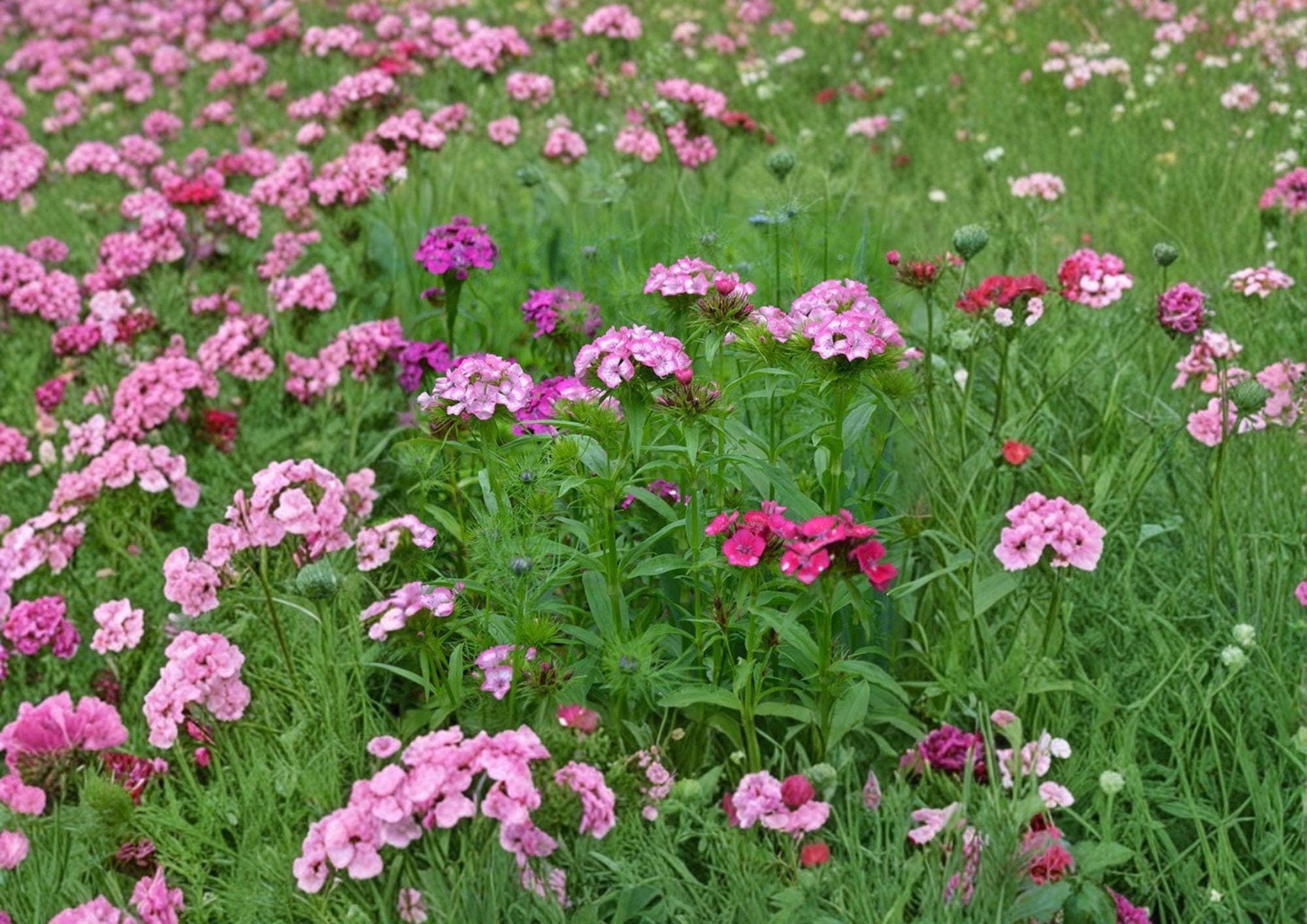 200+ Sweet William Seeds, Dianthus barbatus, Heirloom Non-GMO Perennial, Fragrant Mixed Color Flowers for Cottage Gardens