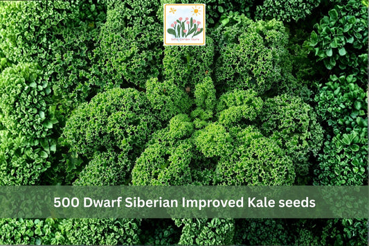 Dwarf Siberian Kale Seeds 500pcs – Cold Hardy Brassica napus Vegetable for Garden, Raised Bed & Container Planting
