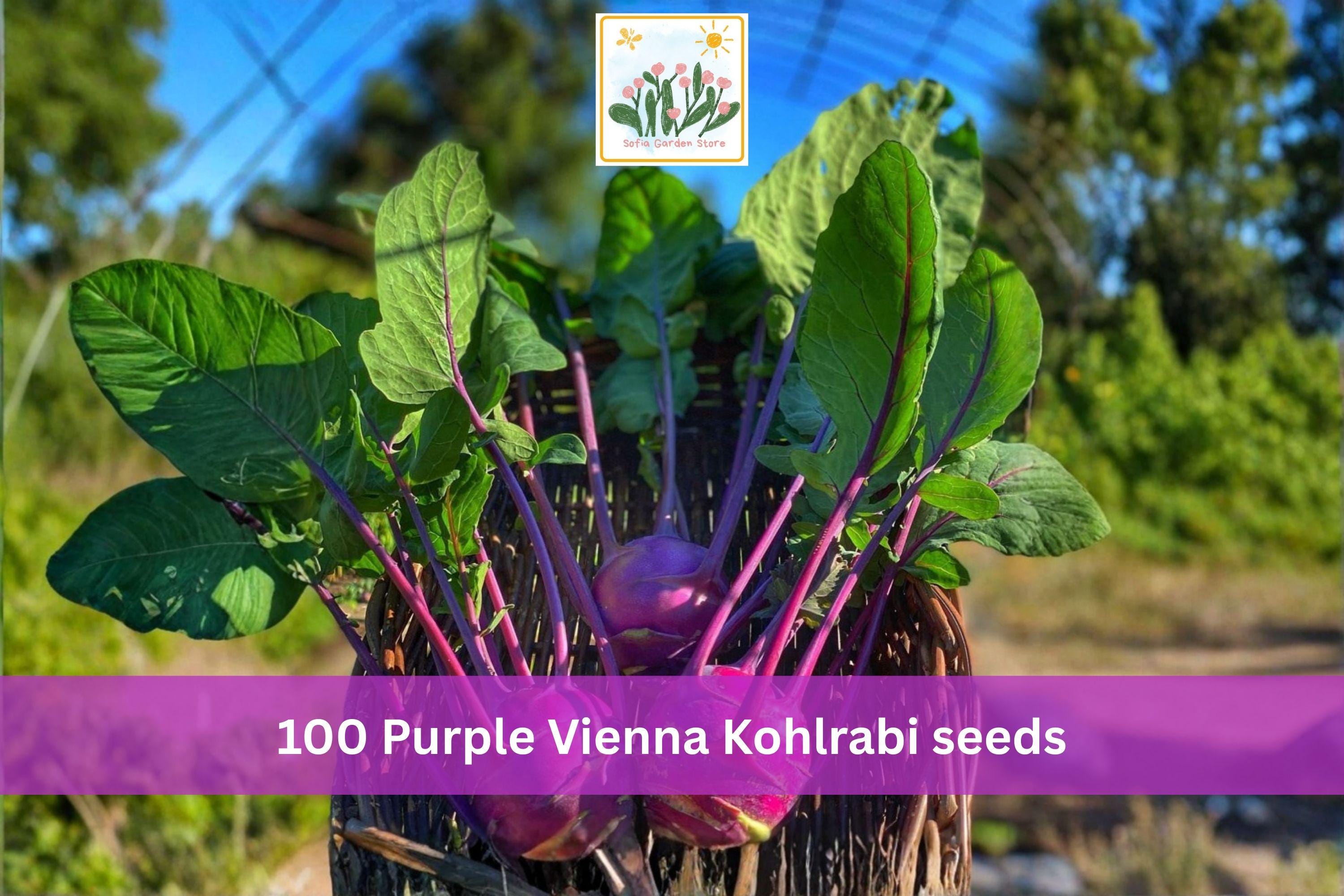 Purple Vienna Kohlrabi Seeds – Heirloom Brassica Vegetable for Garden, Container, Cool-Season Planting