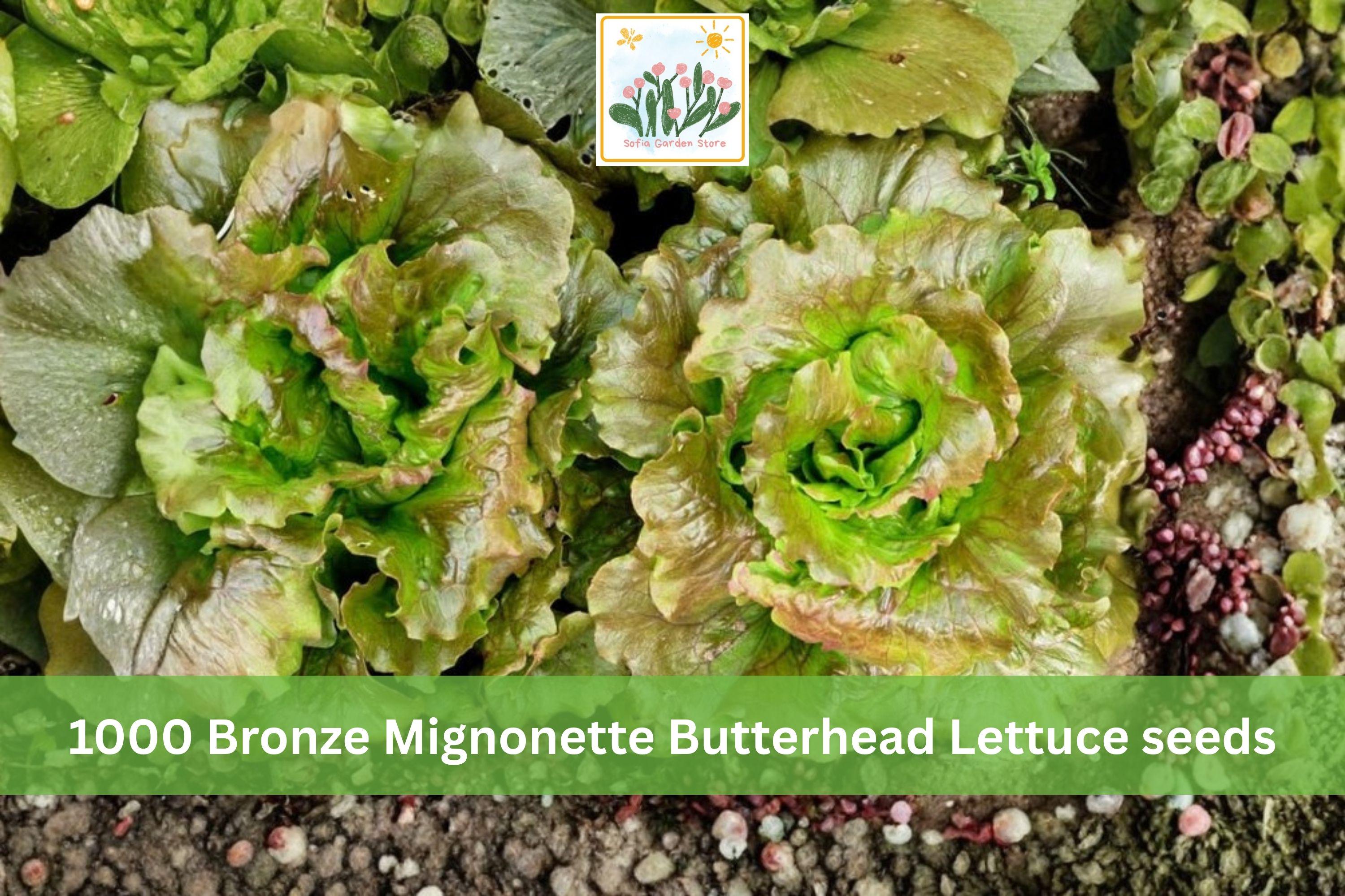 Bronze Mignonette Butterhead Lettuce Seeds 1000pcs, Heirloom Lactuca sativa, Compact, Bronze-Red, Cool-Season Leafy Vegetable