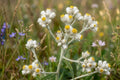 Golden Ragwort Seeds 75 Packera aurea Native Wildflower for Woodland Gardens & Pollinator Habitats