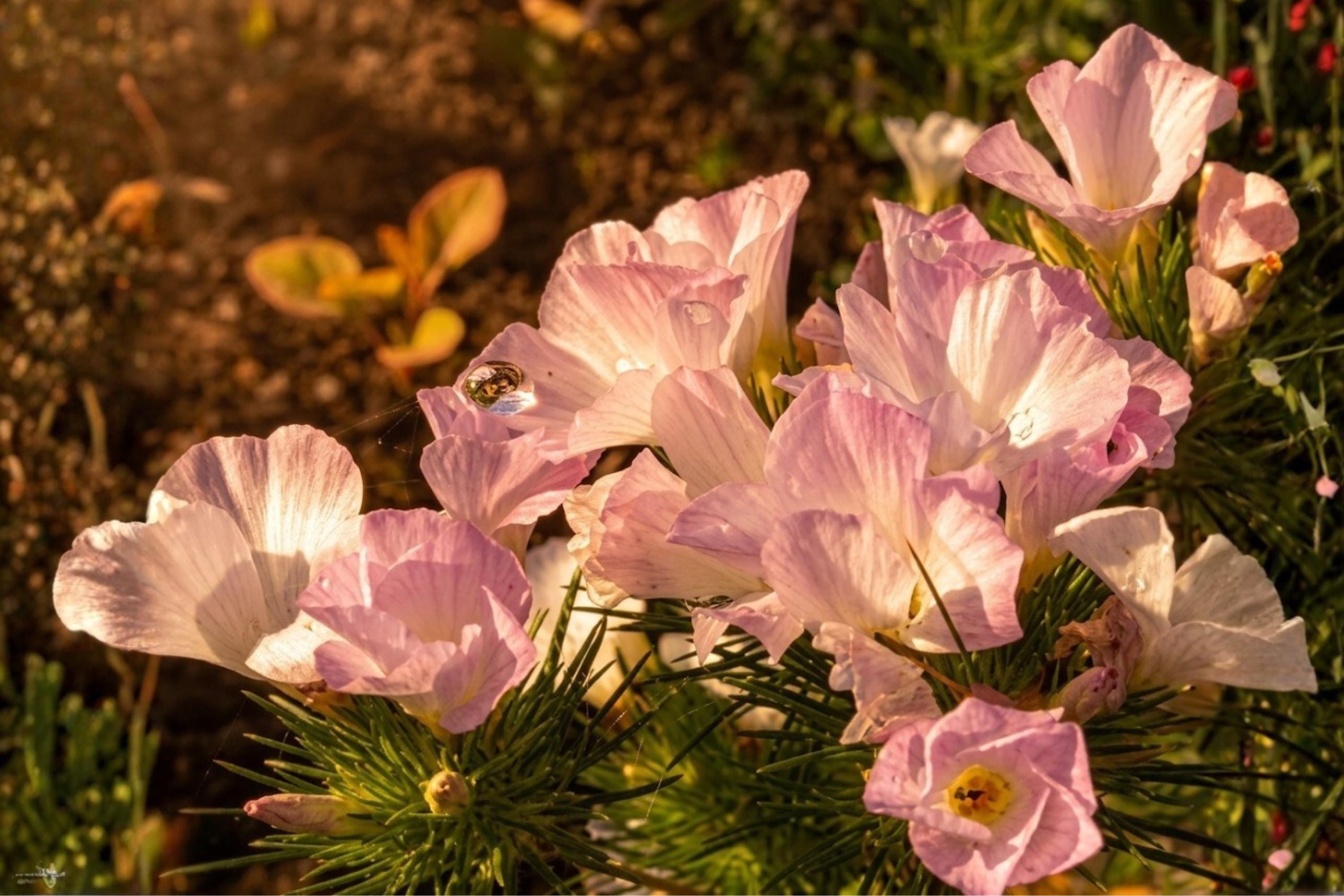 Crooked-Stemmed Aster Seeds 100 Pack | Native Symphyotrichum prenanthoides Wildflower for Pollinator Gardens